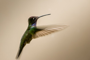 Hummingbird