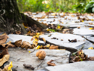 Walnut on the ground