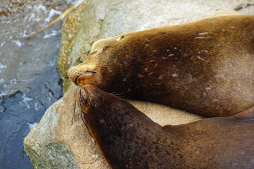 Obraz premium Two wild sea lions on a rock in Monterey, California 