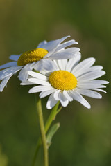 Magerwiesen-Margerite