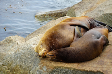 Two wild sea lions on a rock in Monterey, California 