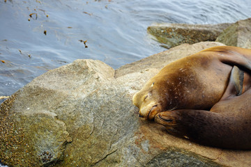 Two wild sea lions on a rock in Monterey, California 