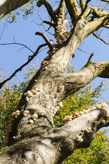 Fototapeta na wymiar Pilze auf einem Baum