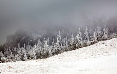 winter landscape with snowy fir trees in the mountains