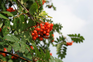 Eberesche, Früchte der Vogelbeere am Zweig