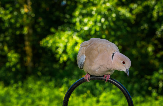 Collared Dove in garden