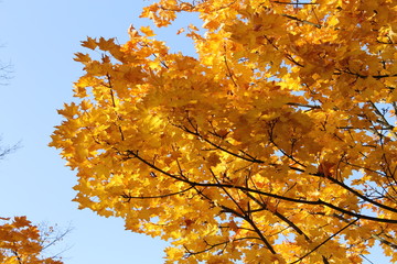 Goldenes Herbstlaub - 176403417