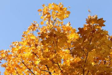 Goldenes Herbstlaub - 176403432