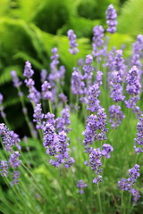 Lavendel