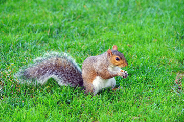 Furry Eastern gray squirrel (sciurus carolinensis) in the grass