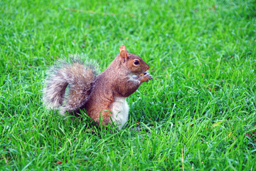 Furry Eastern gray squirrel (sciurus carolinensis) in the grass