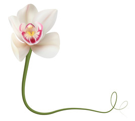 Realistic white orchid frame, corner.