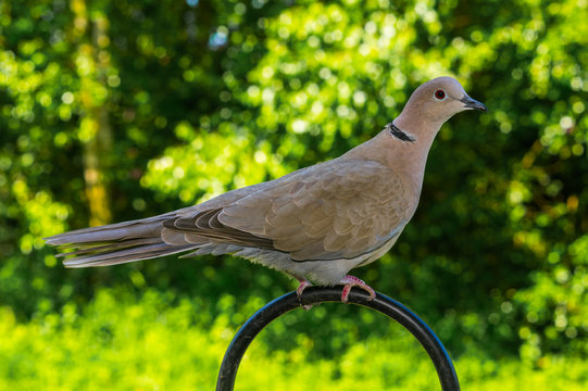 Collared Dove in garden