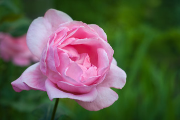Vibrant pink rose blooming in the garden. Tender pink flower growing in the garden.