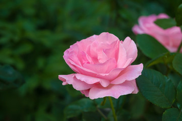 Vibrant pink rose blooming in the garden. Tender pink flower growing in the garden.