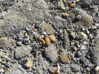 coquillages et galets 2