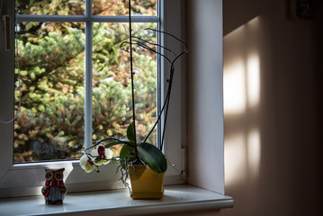 Interior View of Window of House with Garden in the Background and Flowers on Windowsill