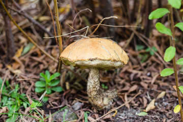 Brown mushroom in autumn forest