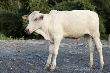 Close up beautiful little cow standing, nature background