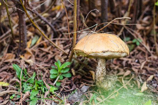 Brown mushroom in autumn forest