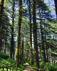 Fototapeta premium Nature