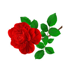 Flower red rose and leaves vintage on a white background  vector illustration editable hand draw