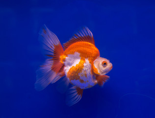 Ryukin goldfish in a blue background aquarium	