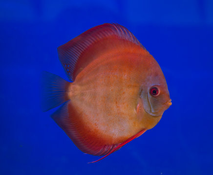 Discus fish in a blue background aquarium