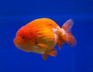 Goldfish in a blue background aquarium