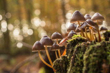 Pilze im wald