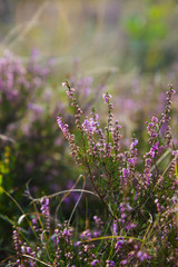 Pink heather flowers in summer field