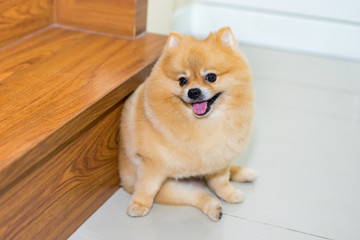 Fototapeta na wymiar pomeranian dog cute pets short hair style in home, Selective focus on eye