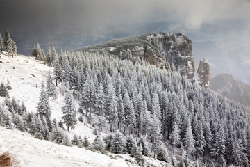 winter landscape with snowy fir trees in the mountains
