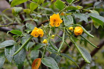 Gelbe Blüten im Garten - 176405240