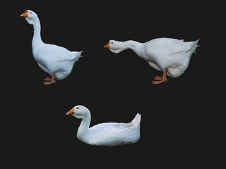 Set of isolated white geese on a dark background