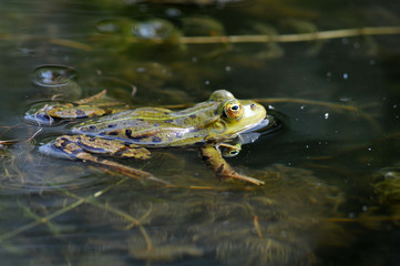grenouille