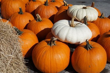 Fall pumpkins in orange and white