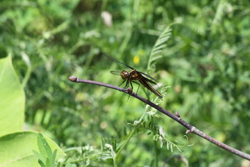 Dragonfly on a branch in field