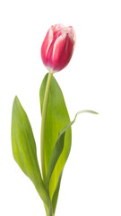 spring delicate flower tulip
