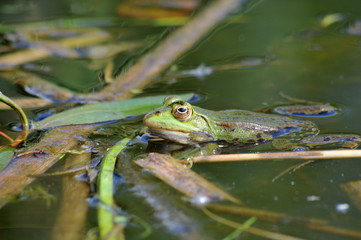 grenouille