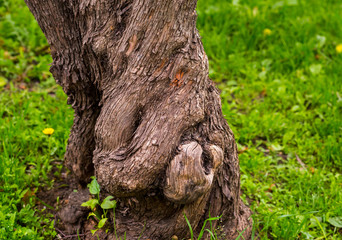 tortuous twisted trunk of a tree on a background of green meadows