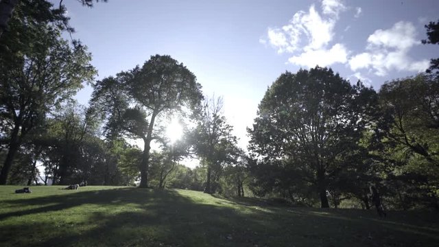 Central Parck Tree