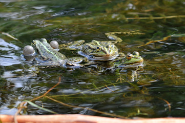 grenouille