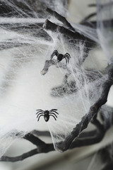 Picture of two spiders with spiderweb around
