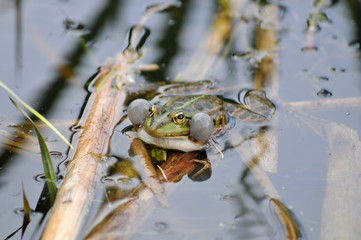 grenouille