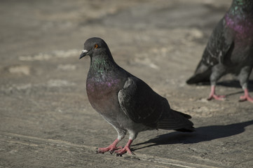 Pigeon 