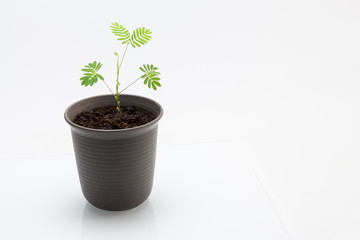 Macetero con plántula de mimosa