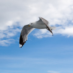 seagull flying in blue sky