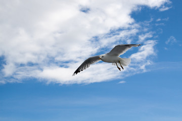 seagull flying in blue sky