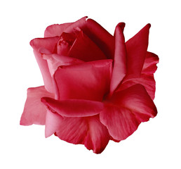 Rose  red flower  on white isolated background with clipping path.  no shadows. Closeup.  Nature.